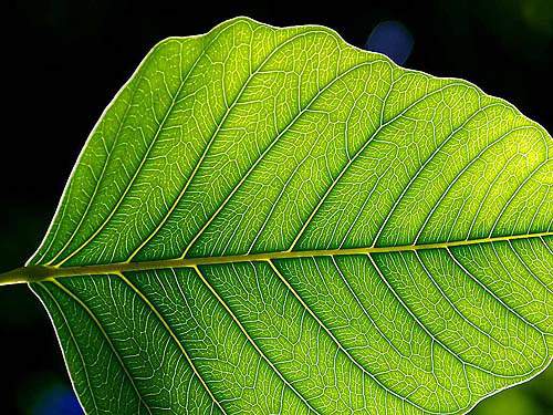 Leaf ; A close up shot of a green leaf. Accutane is prescribed to address such kinds of pimples as blackheads, whiteheads, nodules, pustules, cysts and papules.