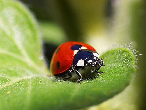 Ladybird ; A close up shot of a ladybird making its way across a leaf. Mild adverse effects of Accutane can feature dizziness, dry mouth or lips, back discomfort, panic, peeling off skin, joint discomfort, breakout, drowsiness, completely dry skin, and itching.